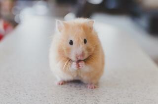 hamster site